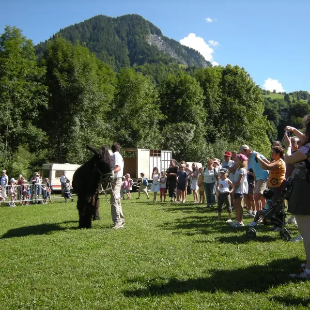 Fête de la race mulassière à Flumet