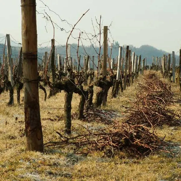 marin_vigne_sarments