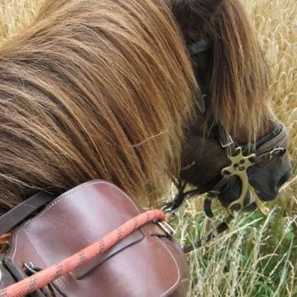 Rando et balades à cheval