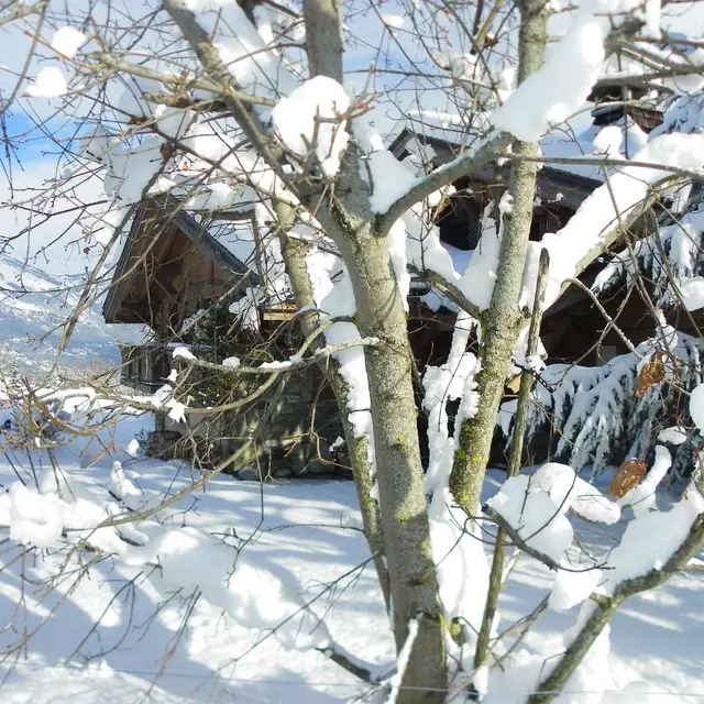 Chalet dans les arbres
