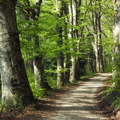 allée de Pomier002