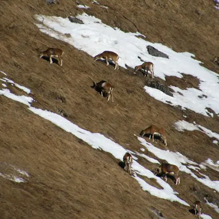 Sortie chamois et mouflons