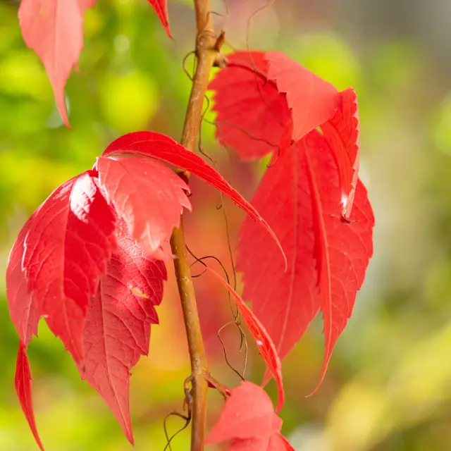 Atelier ALTEC (6-8 ans) - Les couleurs de la nature_Bourg-en-Bresse