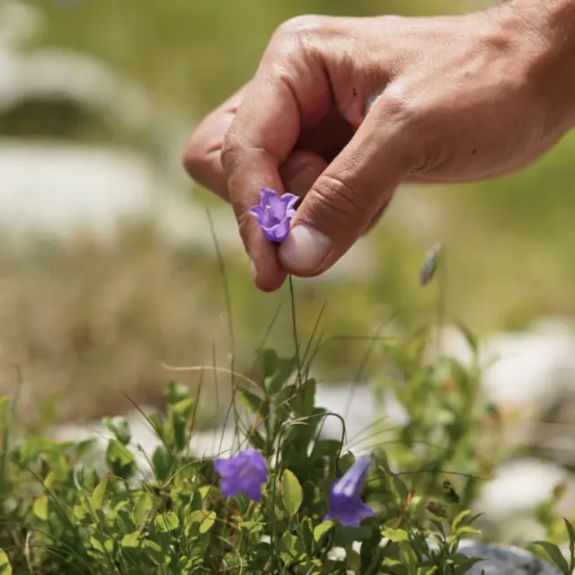 Ateliers plantes et cuisine - Wacohe