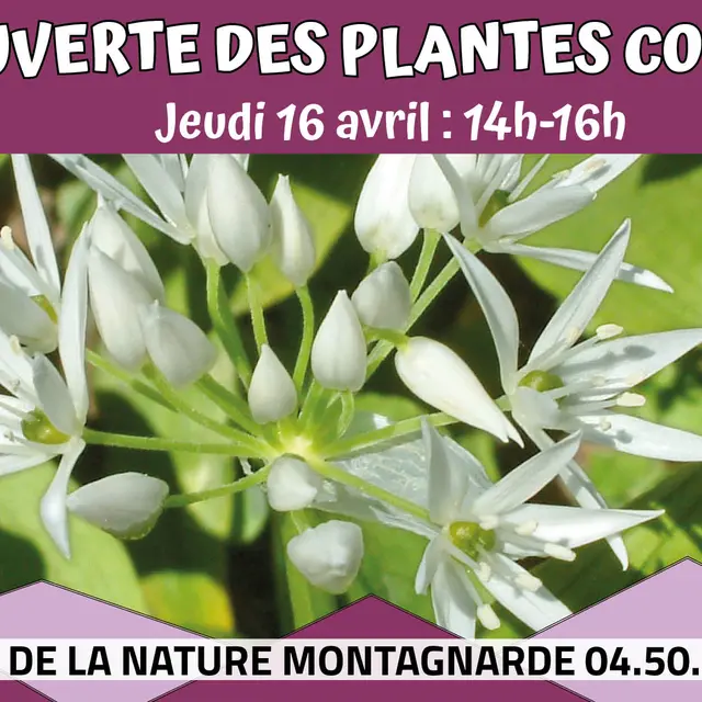 Découverte des plantes comestibles_Sallanches