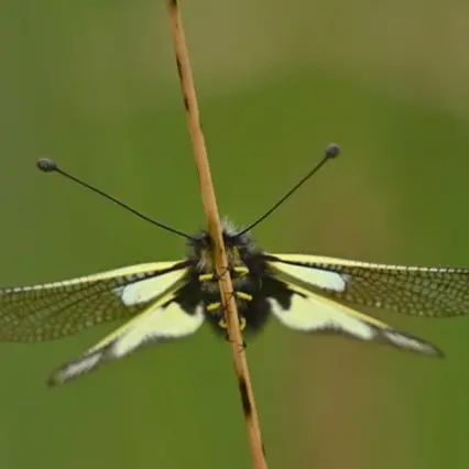 JC Capel : exposition photo sur l’ascalaphe soufré