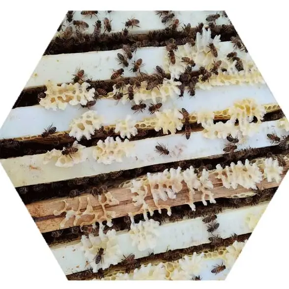 Des abeilles au travail