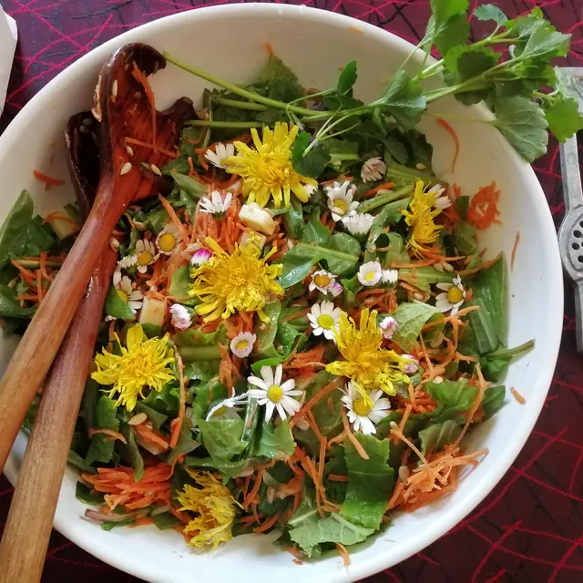 Découverte et dégustation de plantes sauvages