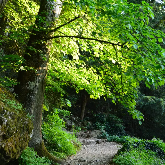 RDVduParc • Bain de forêt_Plan-d'Aups-Sainte-Baume