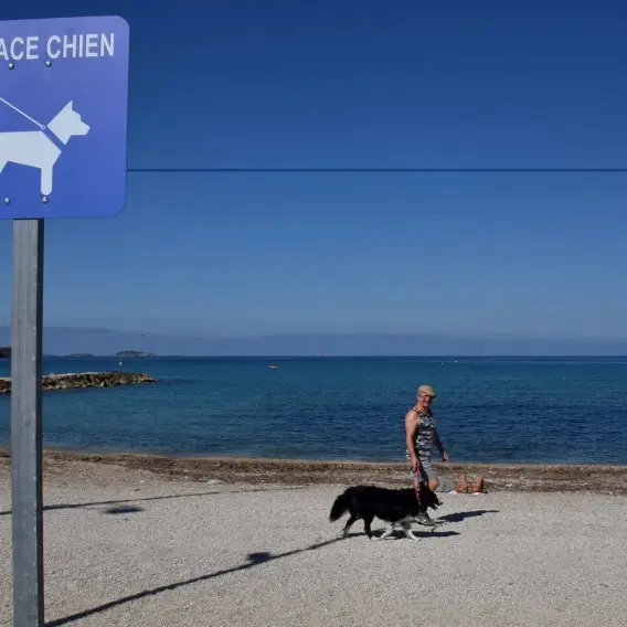 Doggy beach