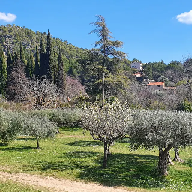 Oliveraie du Pré de Fine