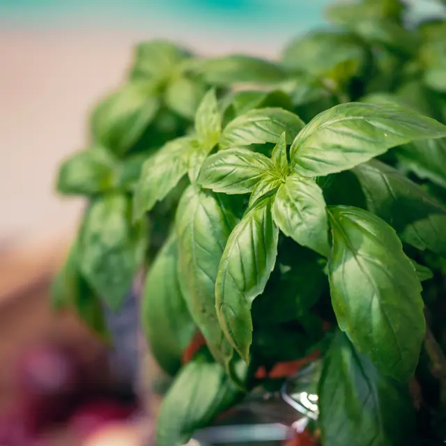 Marché hebdomadaire du Monêtier - Eté_Le Monêtier-les-Bains