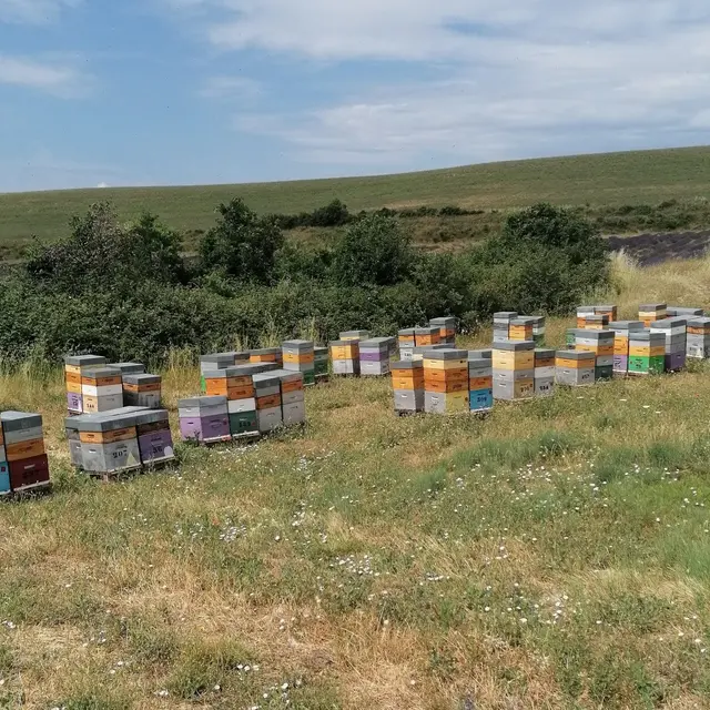 Ruchers de la Jouvence