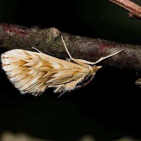 Inventaire des hétérocères du Lubéron_Vitrolles-en-Lubéron