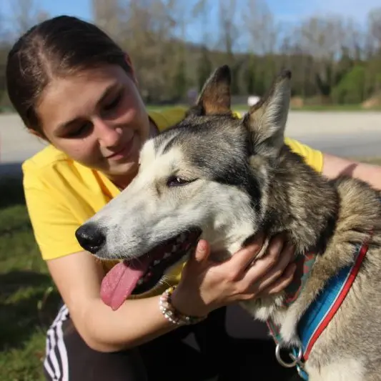 Chiens de traineaux