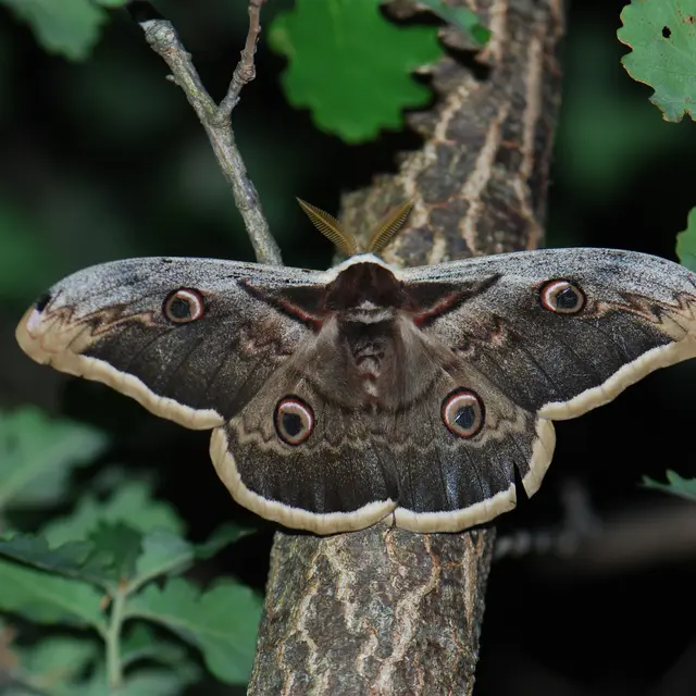 Inventaire des papillons de nuit à Clamensane