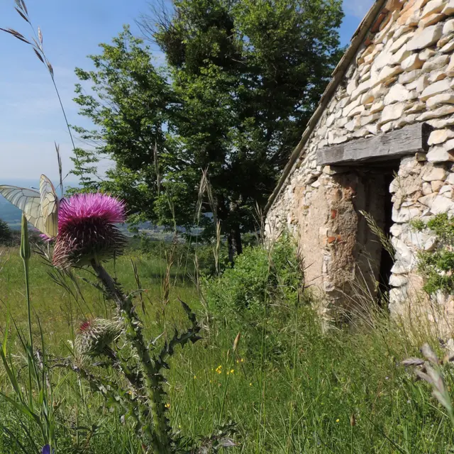Les bergeries de la montagne de Lure