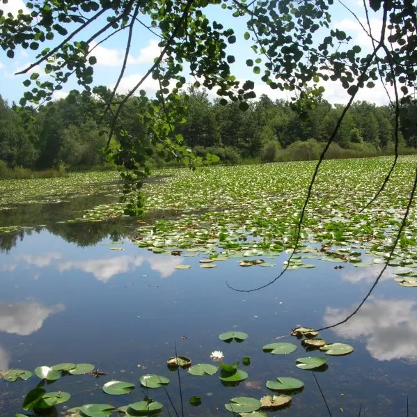Etang de but