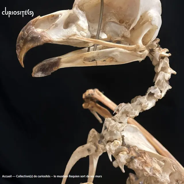 Collection(s) de curiosités – le muséum Requien sort de ses murs_Avignon