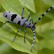 En quête d'insectes_Villard-de-Lans
