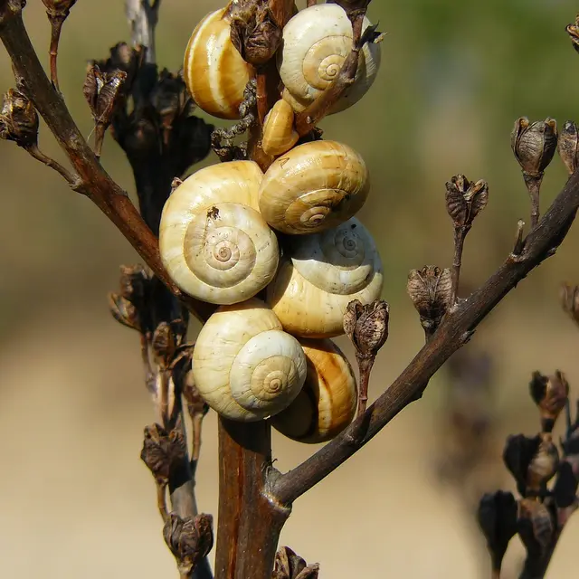 Les Escargots de Valerie_Caumont-sur-Durance