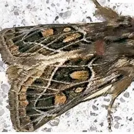 Sortie naturaliste : Inventaire photographique des papillons de nuit_La Verdière