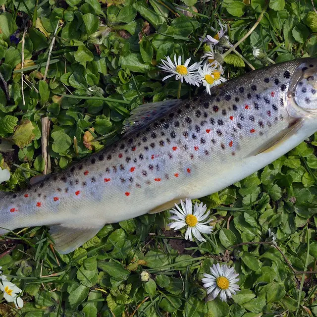 Parcours de pêche no-kill