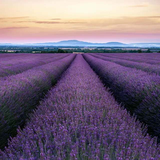 Excursion en bus au Plateau de Valensole_Roquebrune-sur-Argens