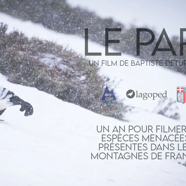Le pari, cinq oiseaux de nos montagnes_Châteauneuf-d'Entraunes