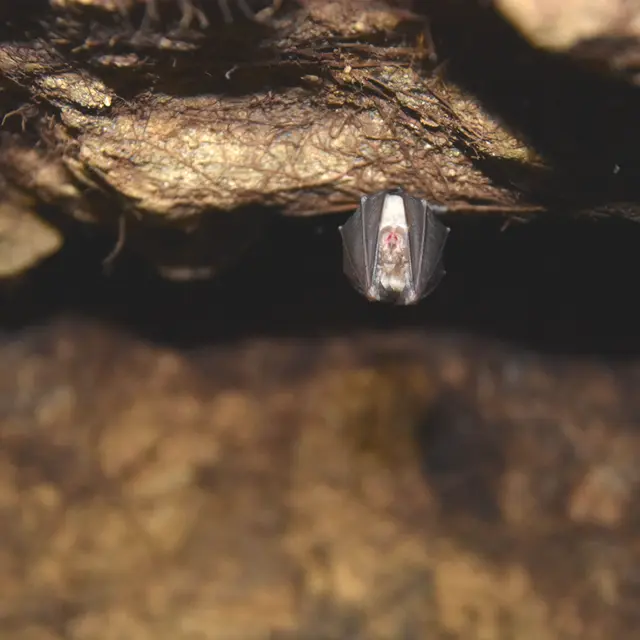 #RDVduParc • Nuit internationale de la chauve-souris_Plan-d'Aups-Sainte-Baume