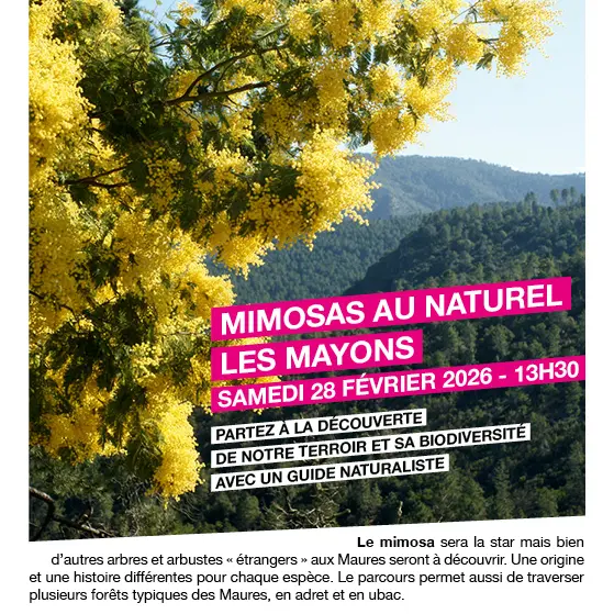 Balade commentée Mimosas au naturel aux Mayons_Les Mayons
