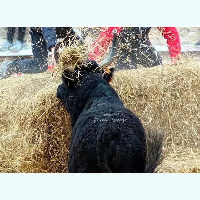 Journée taurine à la Manade Gillet_Aureille_06.12.25