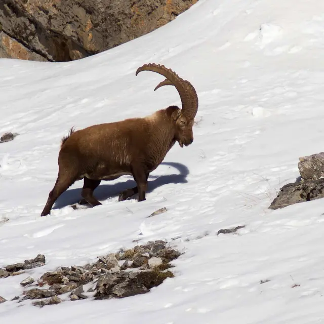 Sortie Hiver - Bureau Montagne Visa Trekking - Izoard