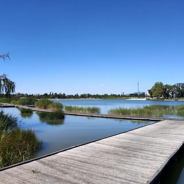 Roselière - Lac de Monteux