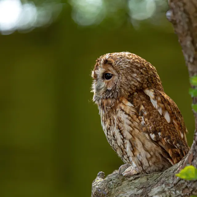 Sortie LPO - Chauve-Souris et oiseaux nocturnes_Plateau des Petites Roches