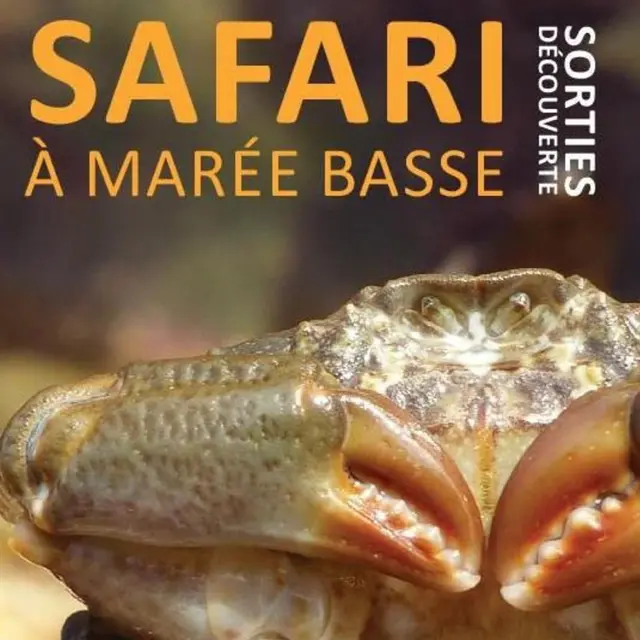 Safari à marée basse - Crabe bras de fer