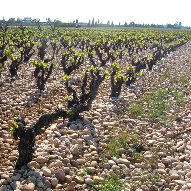 Le Vignoble