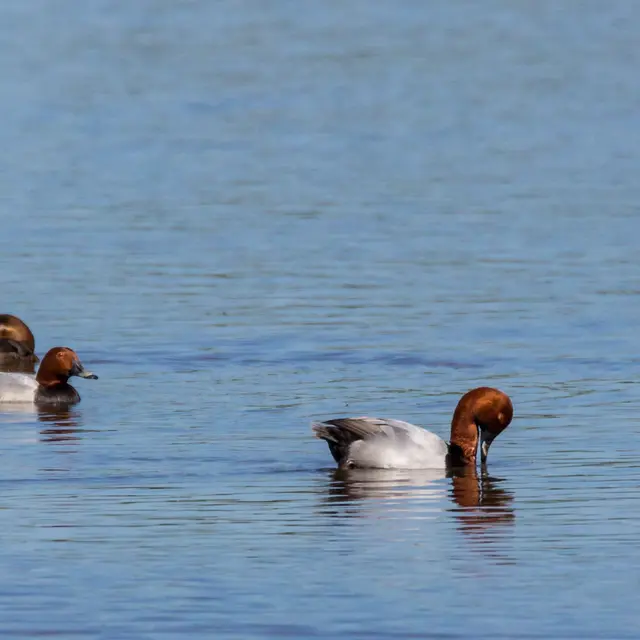 Dombes terre d'oiseaux : observons les oiseaux de l'étang de Vernanges