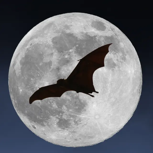 Nuit Internationale de la Chauve-Souris : sortie nocturne et observation_Breil-sur-Roya