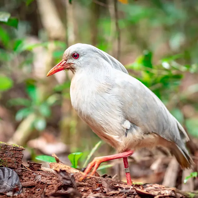 Cagou au Parc Provincial de la Rivière Bleue