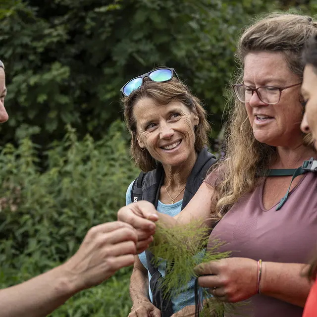 Cueillette plantes comestibles