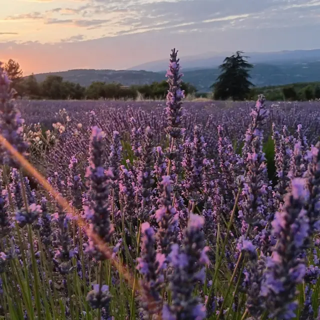 Excursion : Coucher de soleil dans les lavandes - LT5_Aix-en-Provence