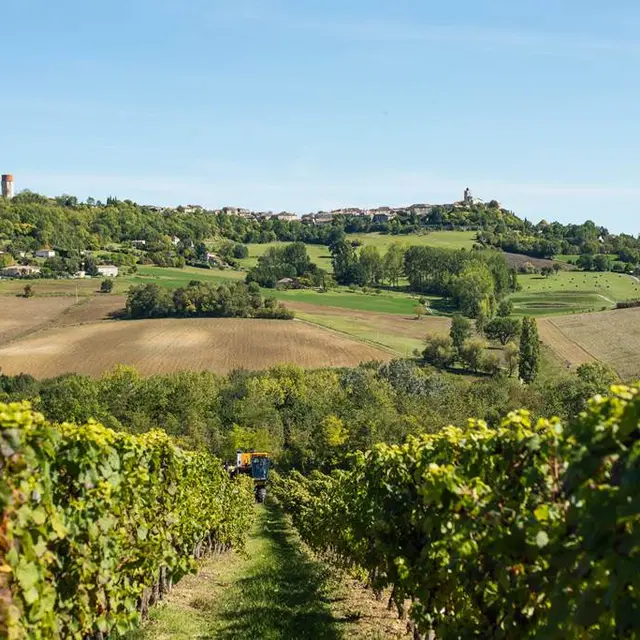 Les vignerons du Quercy vignes