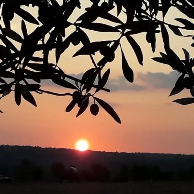 oliveraie de Plérimond