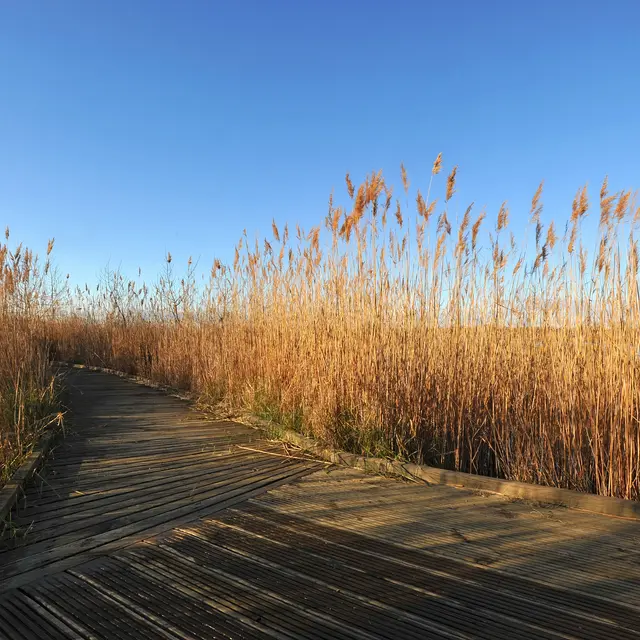 Les Pas de côtés, Balade apprenante sur la biodiversité au Marais du Vigueirat_Arles