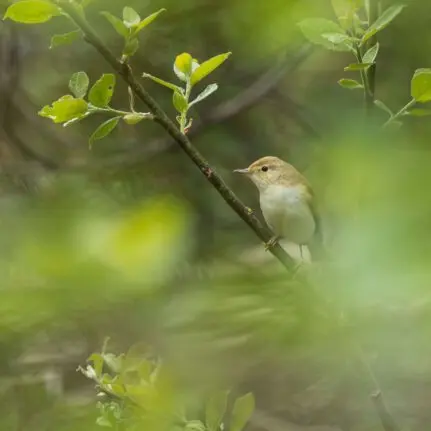 Balade à l'écoute des oiseaux