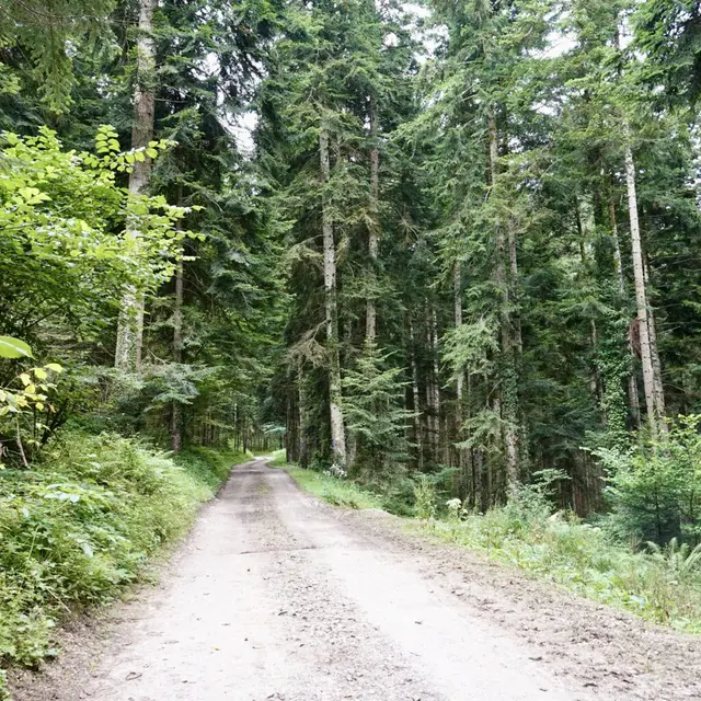 Découverte de la forêt_Montferrier
