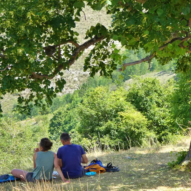 Pique nique sous les tilleuls