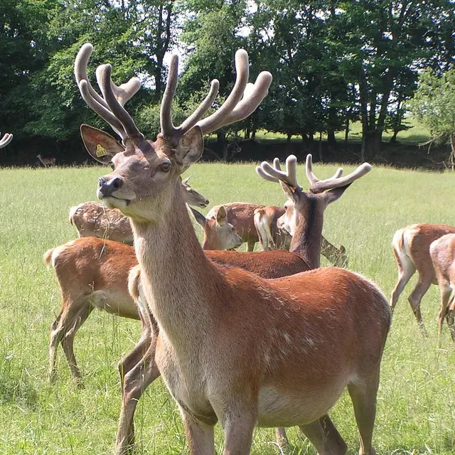 Ferme aux cerfs