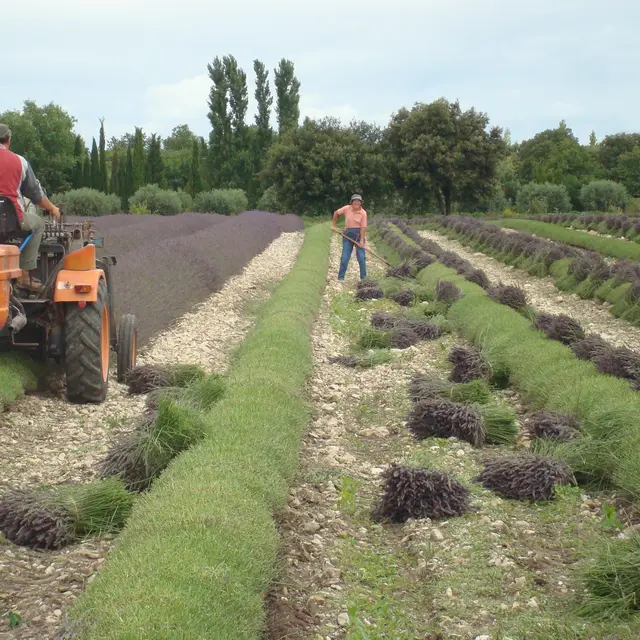 récolte lavande